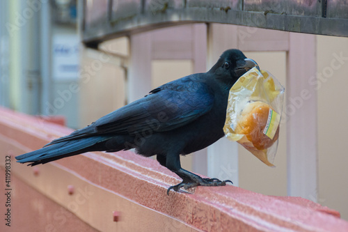 Raven stealing food from convinience store, Tôkyô, Japan photo