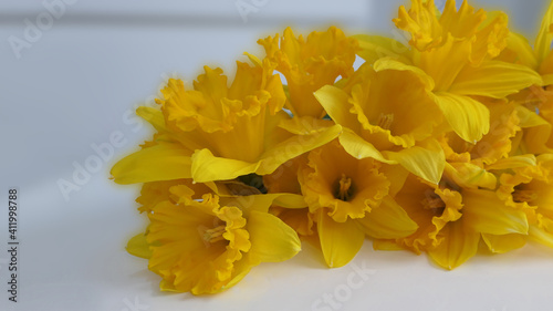 spring greeting - fresh and bright daffodils