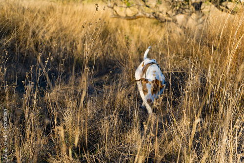 Hunting dog in the bushes