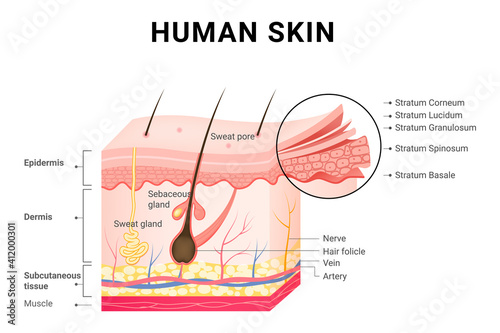 Human skin layers structure skincare medical concept.
 photo