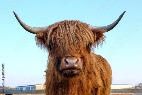 Highland Cow