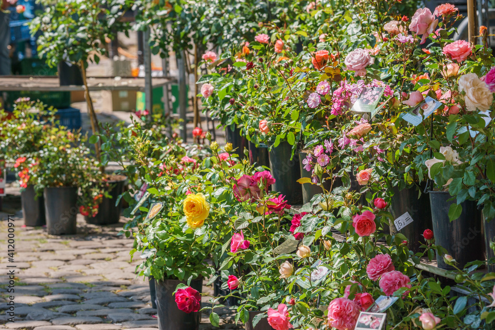 many colorful different rose flowers at market place