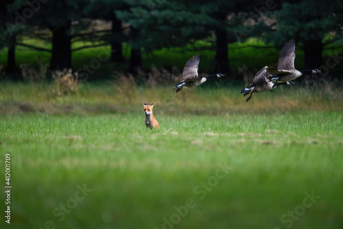 fox with flying geese