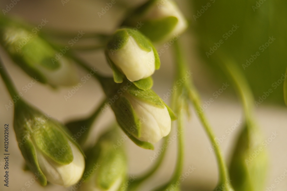 Fototapeta premium Knospe Frühling Blume Blüte Close Up Makro