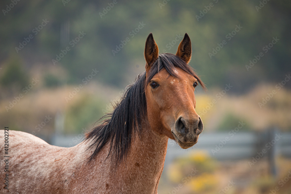 Obraz premium wild horse stallion with herd