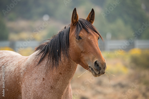 wild horse stallion with herd © Jen