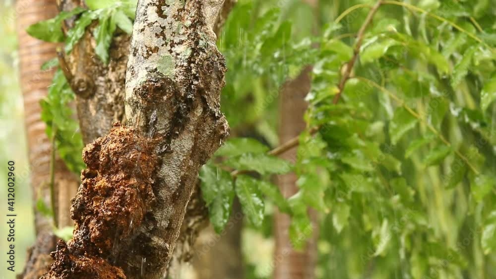 Tree moving by rain storm , Chiangmai Thailand Tree moving by rain storm , Chiangmai Thailand