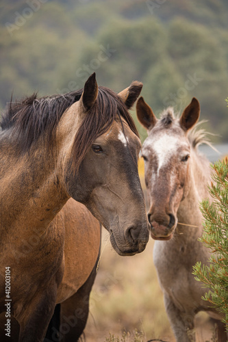 Fototapeta Naklejka Na Ścianę i Meble -  wild horse stallion with herd