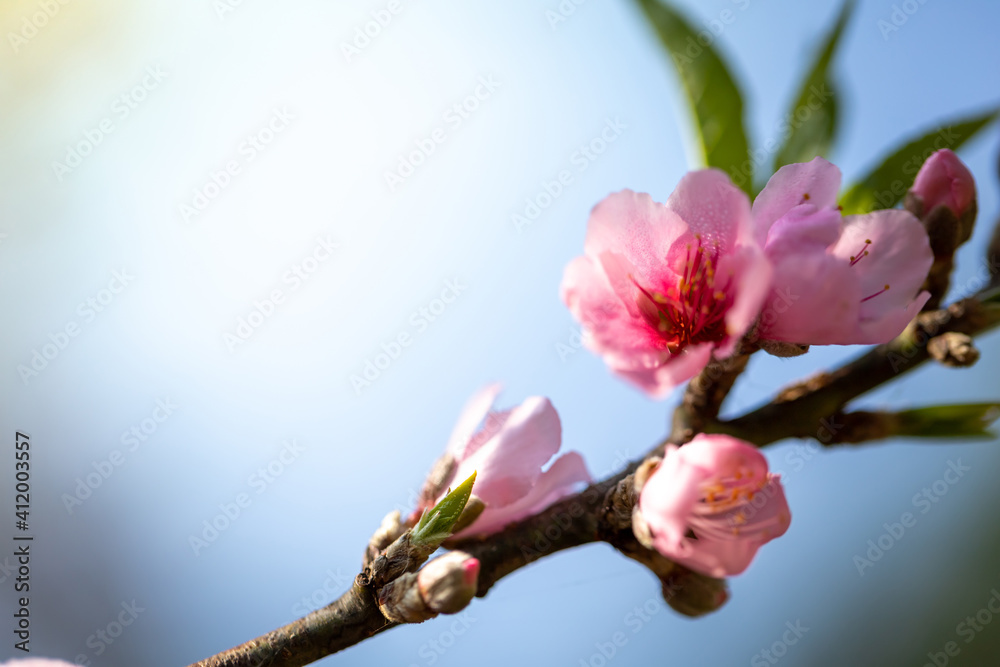 Sakura flowers blooming blossom in Chiang Mai, Thailand