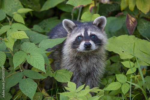 baby raccoon sleeping in tree trunk