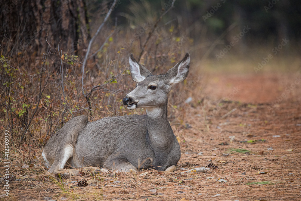 Mule deer in rutting buck and female Mule deer in rutting buck and female