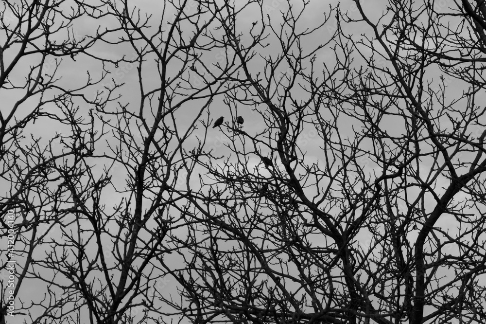 Trauer Lebensabend Ast Geflecht Bäume kahl Winter Silhouette Trauer Lebensabend Ast Geflecht Bäume kahl Winter Silhouette
