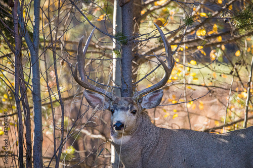 Mule deer in rutting buck and female © Jen