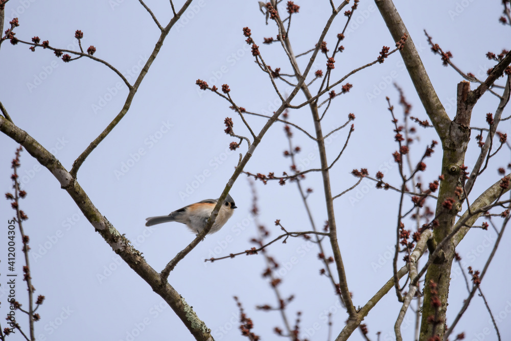 tufted titmouse on a branch