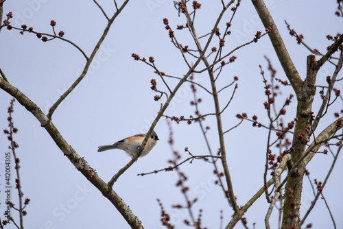tufted titmouse on a branch © Chaos
