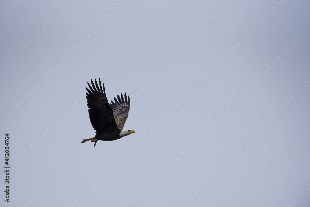 Fototapeta premium bald eagle on a branch