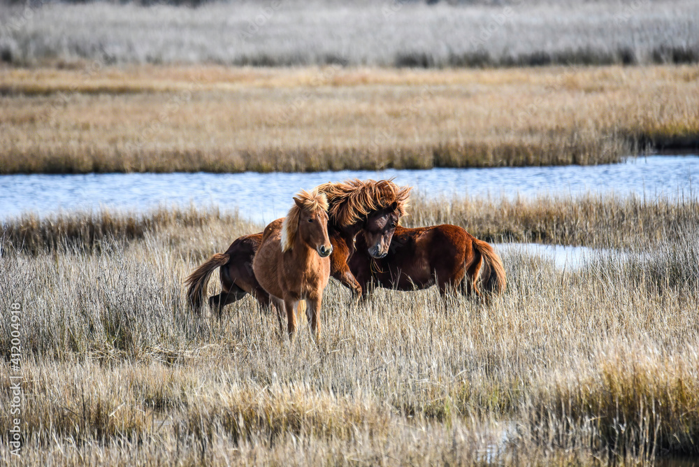 wild ponies on the marsh