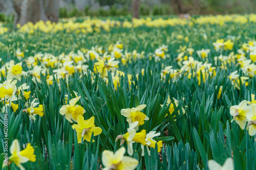 Fototapeta Naklejka Na Ścianę i Meble -  Yellow daffodil flowers in field of many flowers