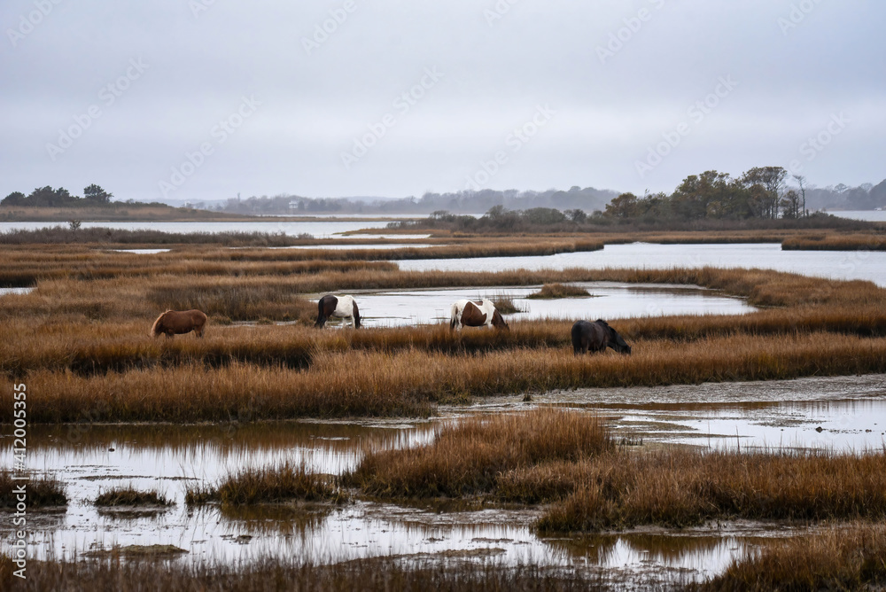 wild ponies on the marsh