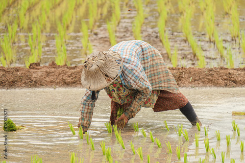 Farmers in northern Thailand work in the rainy season.