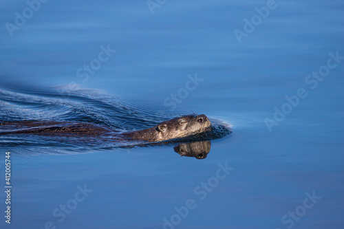 River otters playing in water