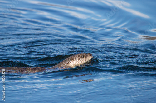 River otters playing in water