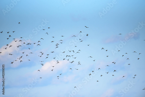 tree swallow in the sky