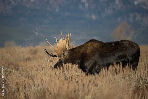 Bilde på lerret huge bull moose in Tetons mountain range in rut