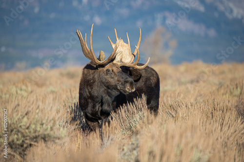 Fototapeta Naklejka Na Ścianę i Meble -  huge bull moose in Tetons mountain range in rut