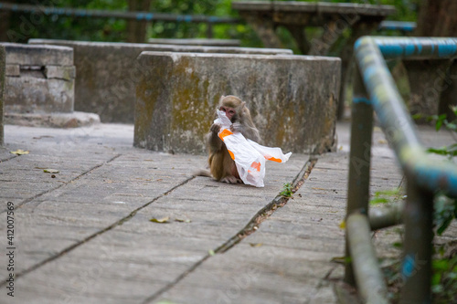 Monkey in Kam Shan Country Park in Hong Kong looking through a plastic bag
