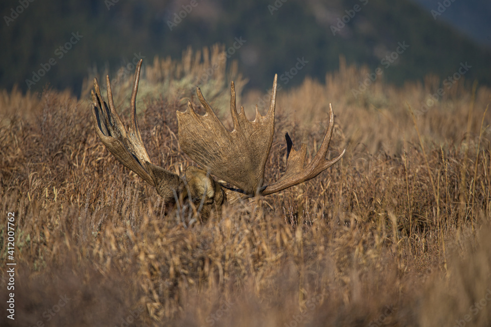 huge bull moose in Tetons mountain range in rut huge bull moose in Tetons mountain range in rut