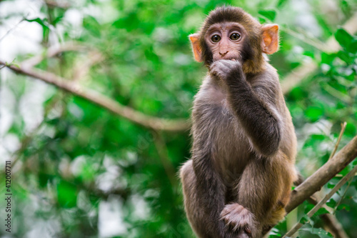 Monkey eating in a tree in Kam Shan Country Park in Hong Kong