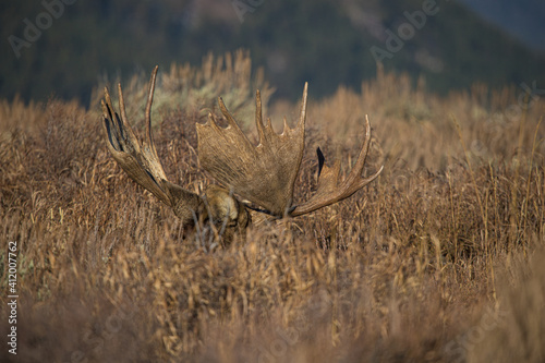 huge bull moose in Tetons mountain range in rut