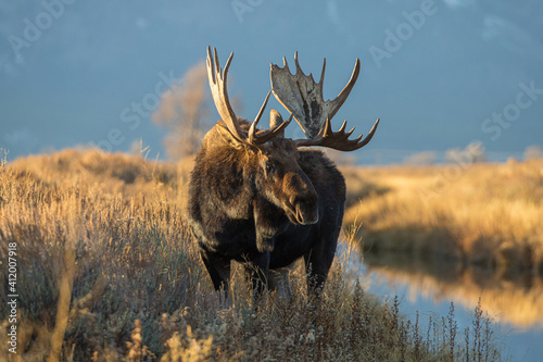 huge bull moose in Tetons mountain range in rut photo