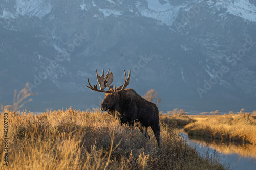 huge bull moose in Tetons mountain range in rut