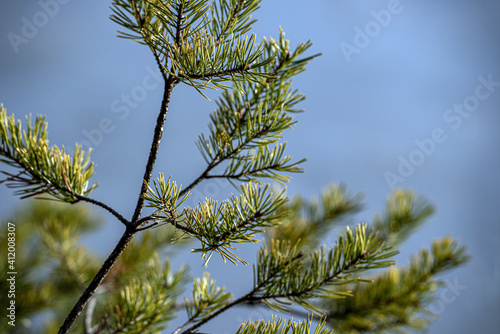 Photography pine branches against sky, nacka,sverige,sweden, stockholm