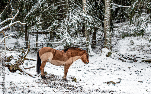 Photography horse in winter, nacka,sverige,sweden, stockholm