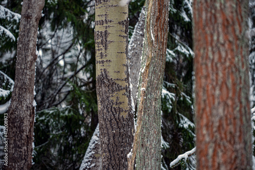 Fototapeta Naklejka Na Ścianę i Meble -  tree trunk with bark, nacka,sverige,sweden, stockholm