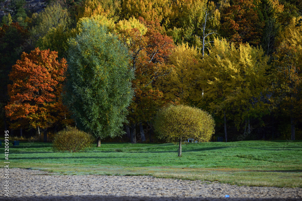 Naklejka premium autumn in the park