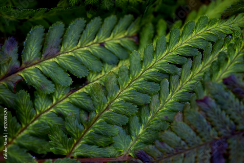 Photography fern leaves, nacka,sverige,sweden, stockholm