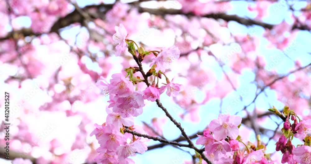 風に揺れる春を迎えた河津桜