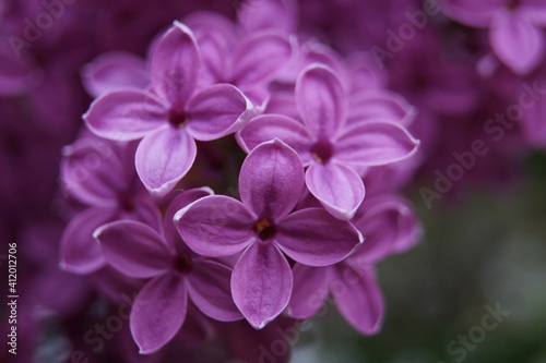 Blume Blüte violett Hintergrund Copyspace