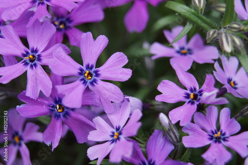 Bl  te lila violett Garten Pflanzen g  rtnern