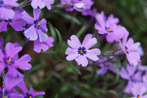 Blüte lila violett Garten Pflanzen gärtnern