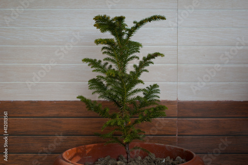 norfolk island pine or indoor pine tree in front of wooden tiles photo