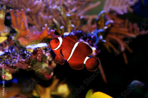 Premnas biaculeatus - Spine cheeked anemone clownfish photo