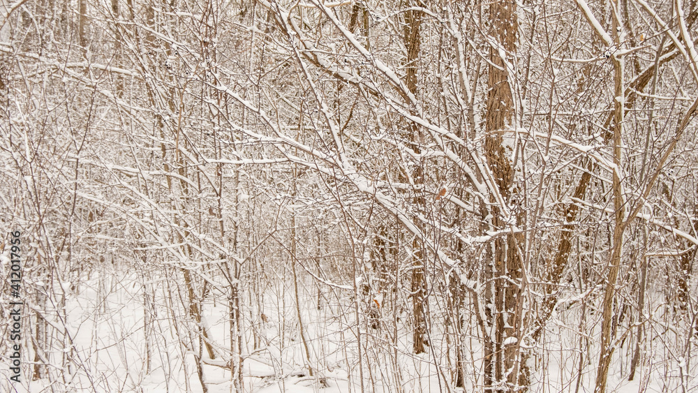 Close up of snow on tree in winter forest. Ontario Canada snow covered trees