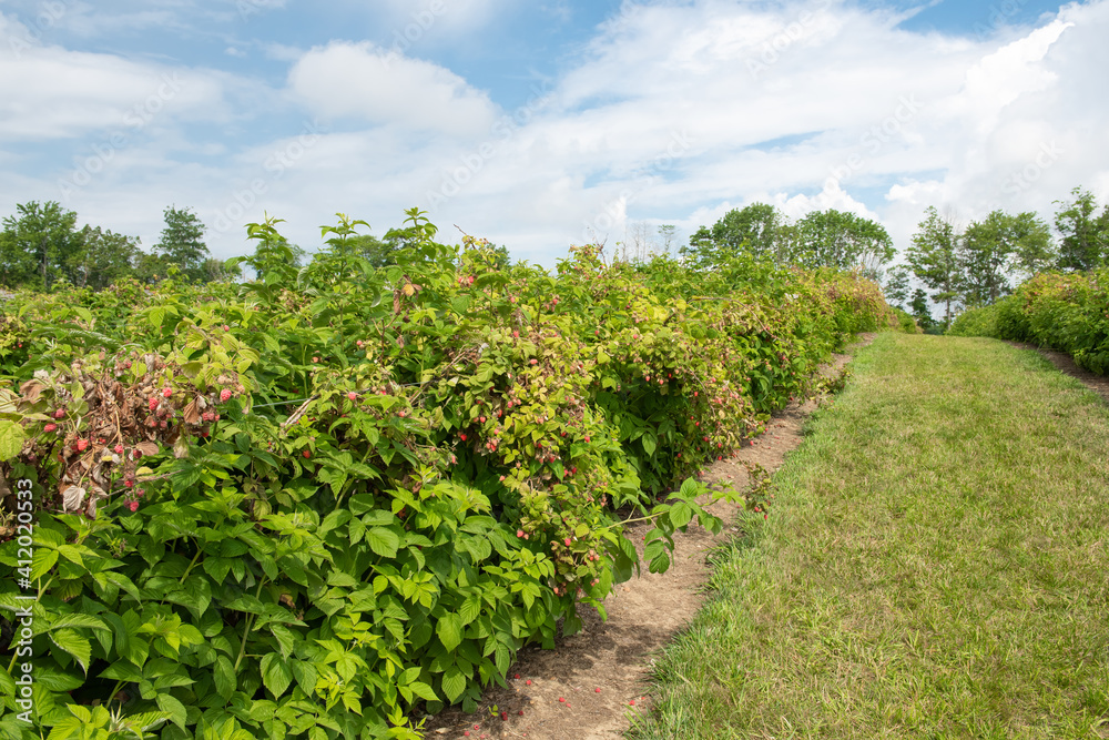 You pick raspberry field with ripe fruit on vines