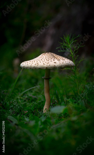 mushrooms in the forest