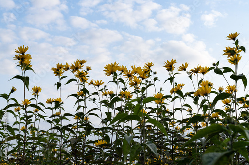 field of sunflowers © marlenmaan